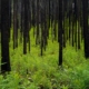 FireWeed