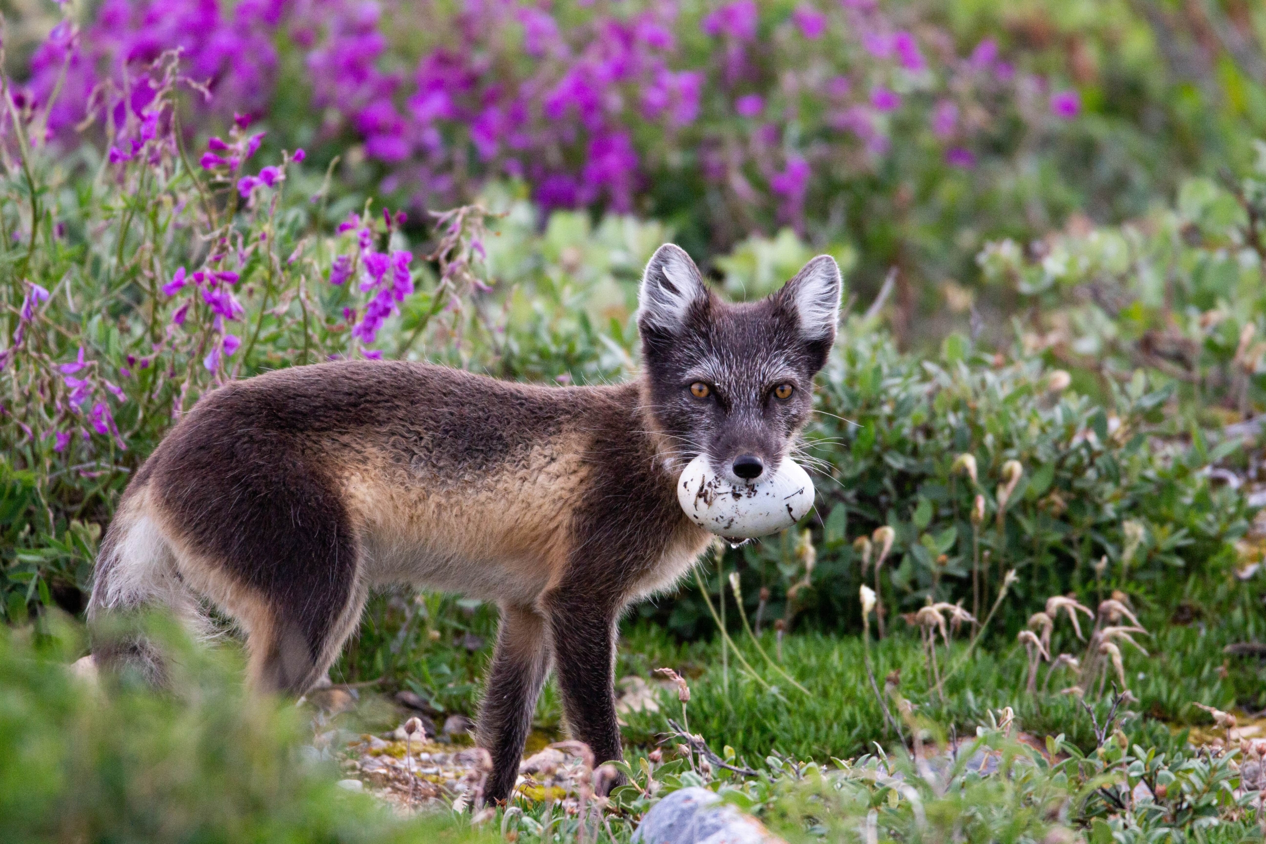 Arctic Fox Snack Time