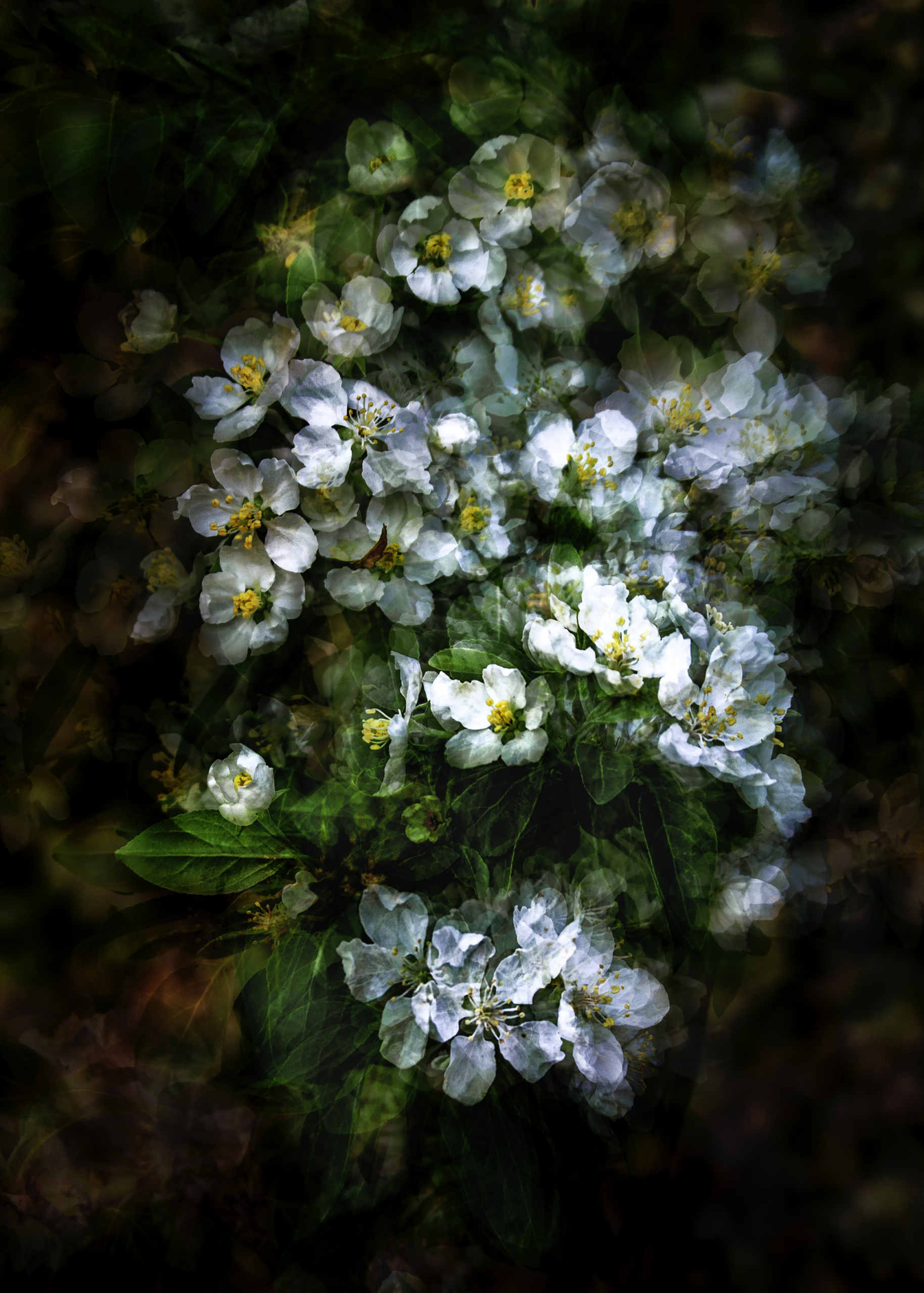 Evening Blossoms Ablaze