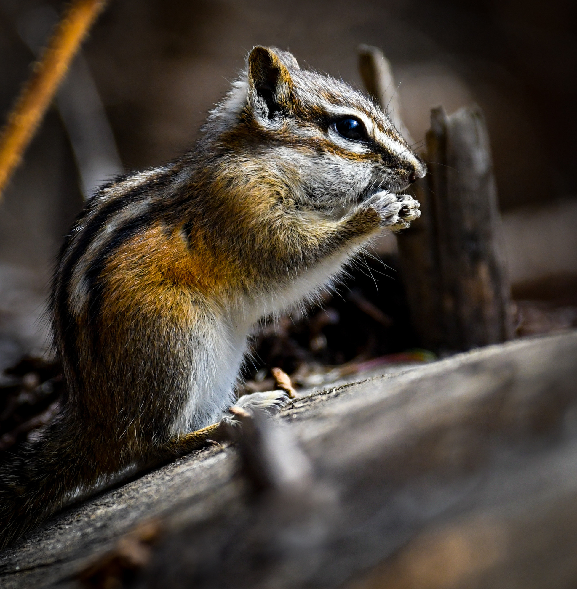 Smallest of Critters